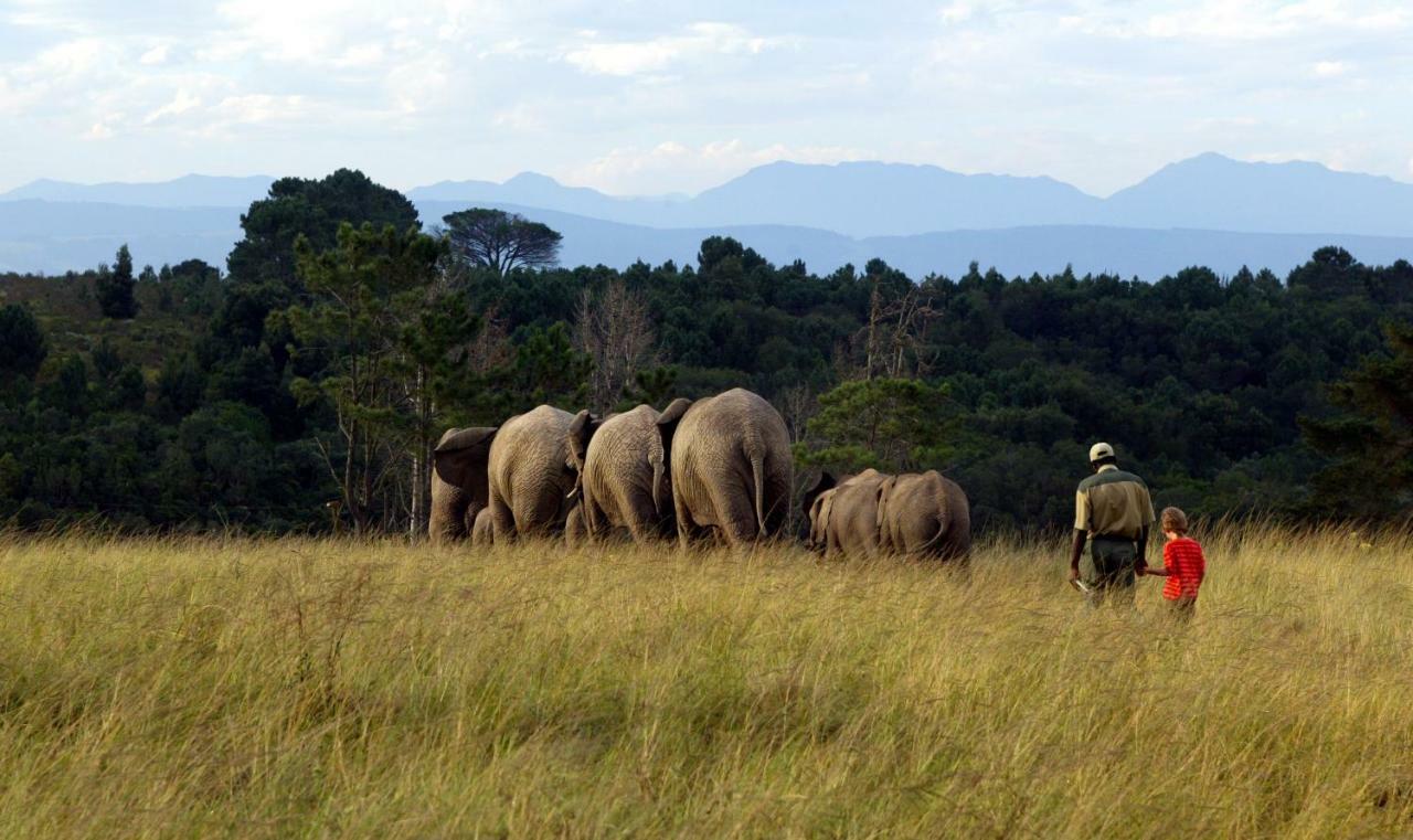 Knysna Elephant Park Lodge Plettenberg Bay Εξωτερικό φωτογραφία